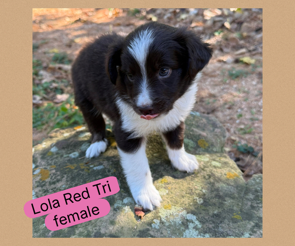 Medium Photo #1 Miniature Australian Shepherd Puppy For Sale in CONROE, TX, USA