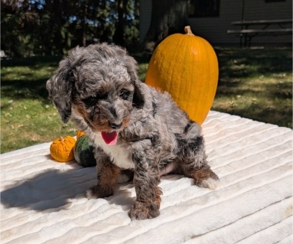 Medium Photo #53 Miniature Bernedoodle Puppy For Sale in GOSHEN, IN, USA