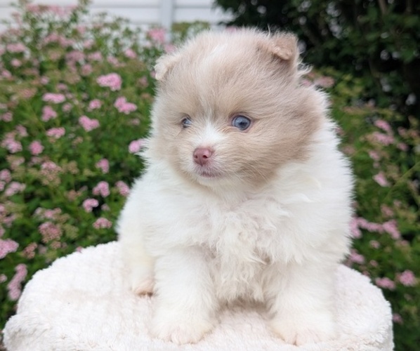 Medium Photo #16 Pomeranian Puppy For Sale in GOSHEN, IN, USA