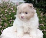 Small Photo #16 Pomeranian Puppy For Sale in GOSHEN, IN, USA