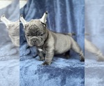 Small #2 French Bulldog