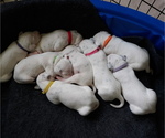 Small Photo #10 Dalmatian Puppy For Sale in ROGERS, MN, USA