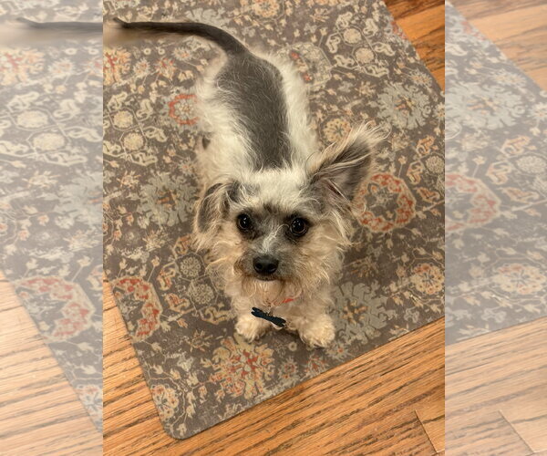 Medium Photo #1 Mutt Puppy For Sale in Plainfield, IL, USA