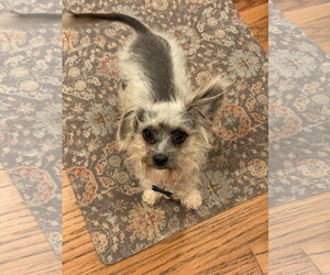 Mutt Dogs for adoption in Plainfield, IL, USA