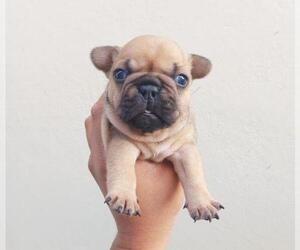 French Bulldog Puppy for sale in IMPERIAL BCH, CA, USA