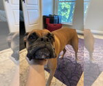 Small Photo #13 Boxer Puppy For Sale in  Katy, TX, USA