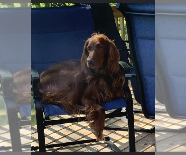 Medium Photo #1 Irish Setter Puppy For Sale in Ottawa, Ontario, Canada