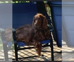 Small Photo #1 Irish Setter Puppy For Sale in Ottawa, Ontario, Canada