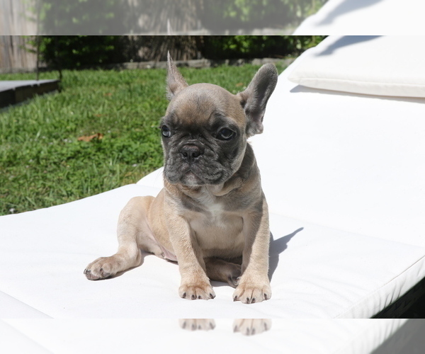 Medium Photo #4 French Bulldog Puppy For Sale in HOLLYWOOD, FL, USA