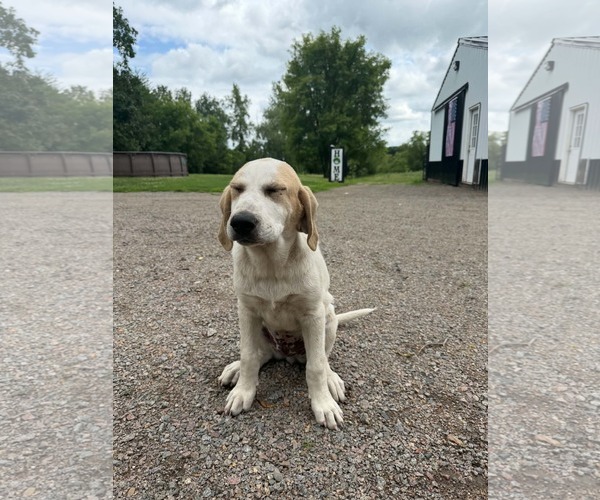 Medium Photo #8 Labrenees Puppy For Sale in Buffalo, MN, USA