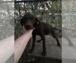 Small Photo #6 German Shorthaired Pointer Puppy For Sale in CRETE, NE, USA