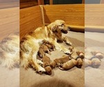 Small Photo #24 Golden Retriever Puppy For Sale in DAKOTA, MN, USA