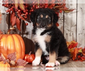 Aussie-Poo Puppy for sale in MOUNT VERNON, OH, USA