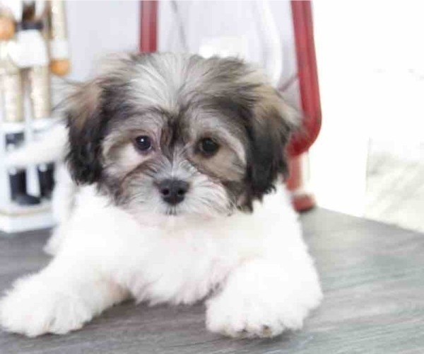 Medium Photo #1 Zuchon Puppy For Sale in RED LION, PA, USA