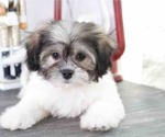 Small Photo #1 Zuchon Puppy For Sale in RED LION, PA, USA
