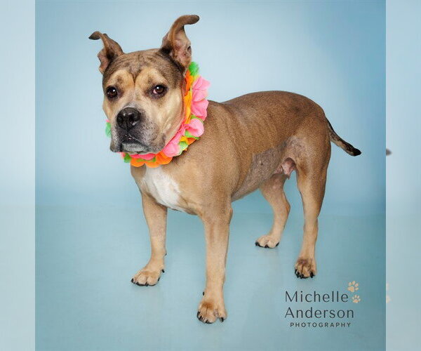 Medium Photo #2 Mutt Puppy For Sale in Corona, CA, USA