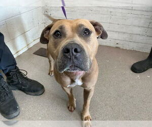 Mutt Dogs for adoption in San Bernardino, CA, USA