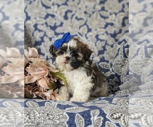 Shih Tzu Puppy for Sale in KIRKWOOD, Pennsylvania USA