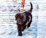 Small Photo #34 Spanish Water Dog Puppy For Sale in SIMLA, CO, USA