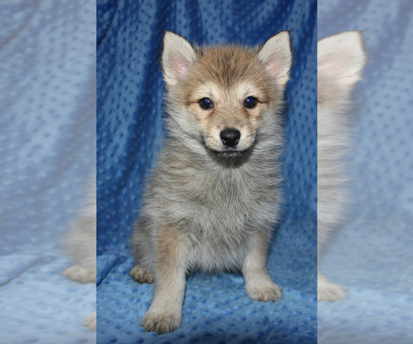 Medium Photo #2 Pomsky Puppy For Sale in DENTON, TX, USA