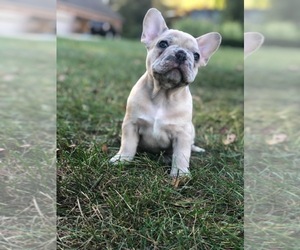 French Bulldog Puppy for sale in RICHFIELD, OH, USA