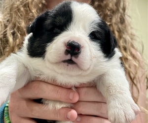 Miniature American Shepherd Puppy for Sale in FORSYTH, Georgia USA