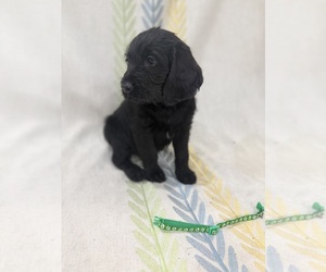 Labradoodle Puppy for sale in PRESCOTT VALLEY, AZ, USA