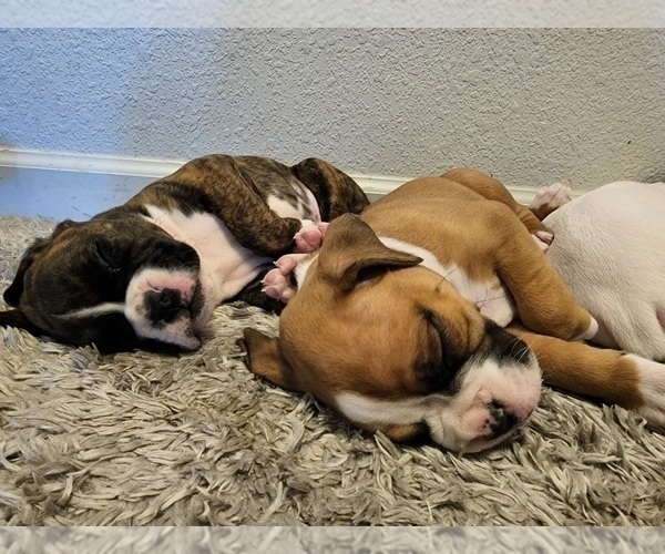 Medium Photo #5 Boxer Puppy For Sale in BRIGHTON, CO, USA