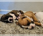 Small Photo #5 Boxer Puppy For Sale in BRIGHTON, CO, USA