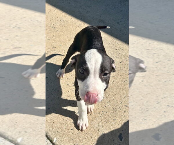 Medium Photo #3 Mutt Puppy For Sale in Mooresville, NC, USA