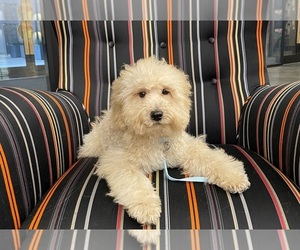 Poodle (Miniature) Puppy for sale in OLIVE BRANCH, MS, USA