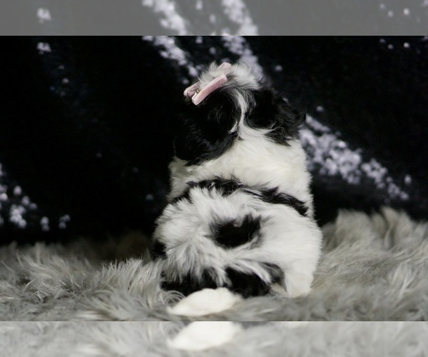 Medium Photo #6 Maltipoo Puppy For Sale in WARSAW, IN, USA
