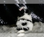 Small #5 Maltipoo
