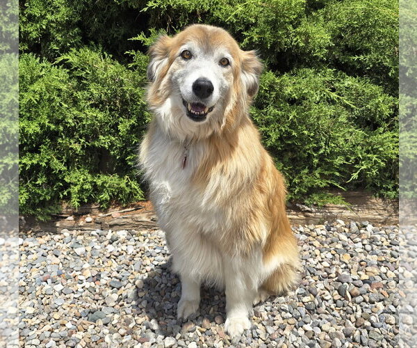Medium Photo #3 Collie Puppy For Sale in Albuquerque, NM, USA