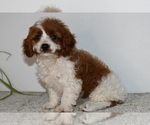Small #1 Cavapoo