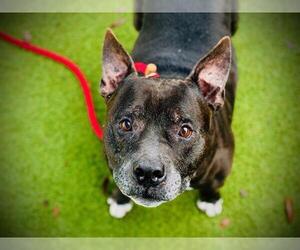 Staffordshire Bull Terrier Dogs for adoption in Orlando, FL, USA