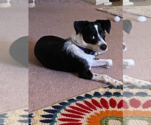 Border Collie Puppy for sale in WILDOMAR, CA, USA
