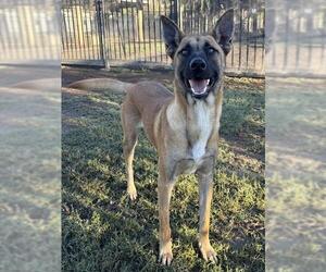 Mutt Dogs for adoption in Riverside, CA, USA