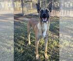 TROUBLE - Male Mutt Dog for Adoption - Small photo