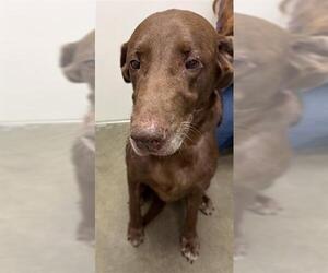 Labrador Retriever Dogs for adoption in Rosenberg, TX, USA