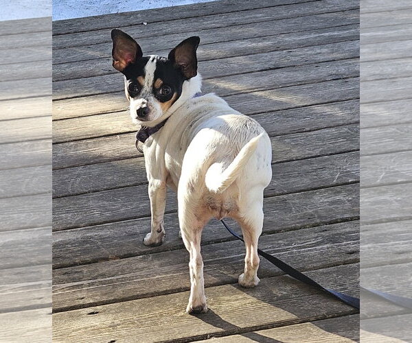 Medium Photo #4 Chihuahua Puppy For Sale in St. Louis Park, MN, USA