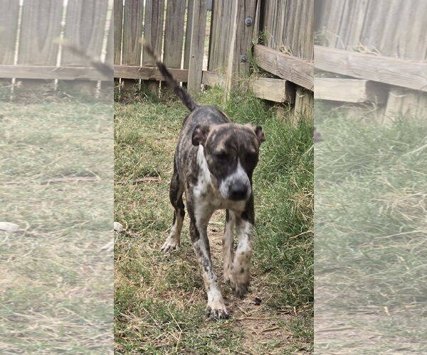 Medium Photo #2 Mutt Puppy For Sale in Jackson, MS, USA