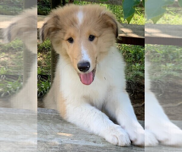 Medium Photo #1 Collie Puppy For Sale in CENTERVIEW, MO, USA