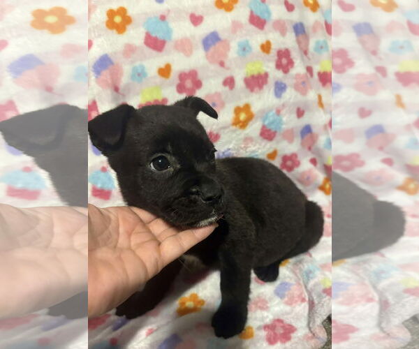 Medium Photo #2 German Shepherd Dog-Unknown Mix Puppy For Sale in Holly Springs, NC, USA