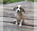 Small #1 Australian Shepherd Mix