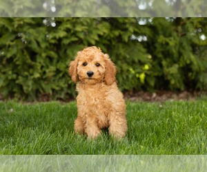 Poodle (Miniature) Puppy for sale in BREMEN, IN, USA
