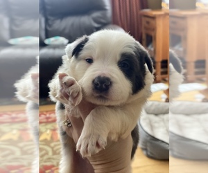 Border Collie Puppy for sale in EAST CONCORD, VT, USA