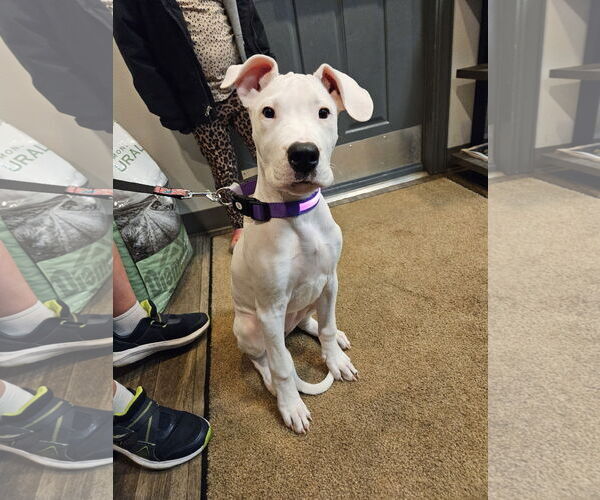 Medium Photo #1 Boxer Puppy For Sale in Stanwood, WA, USA