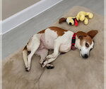 Small Photo #8 Beagle Puppy For Sale in Dunnellon, FL, USA