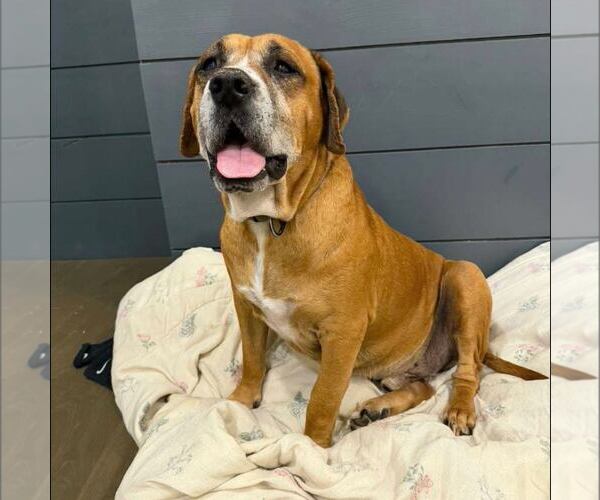 Medium Photo #3 Boxer-Unknown Mix Puppy For Sale in New Oxford , PA, USA